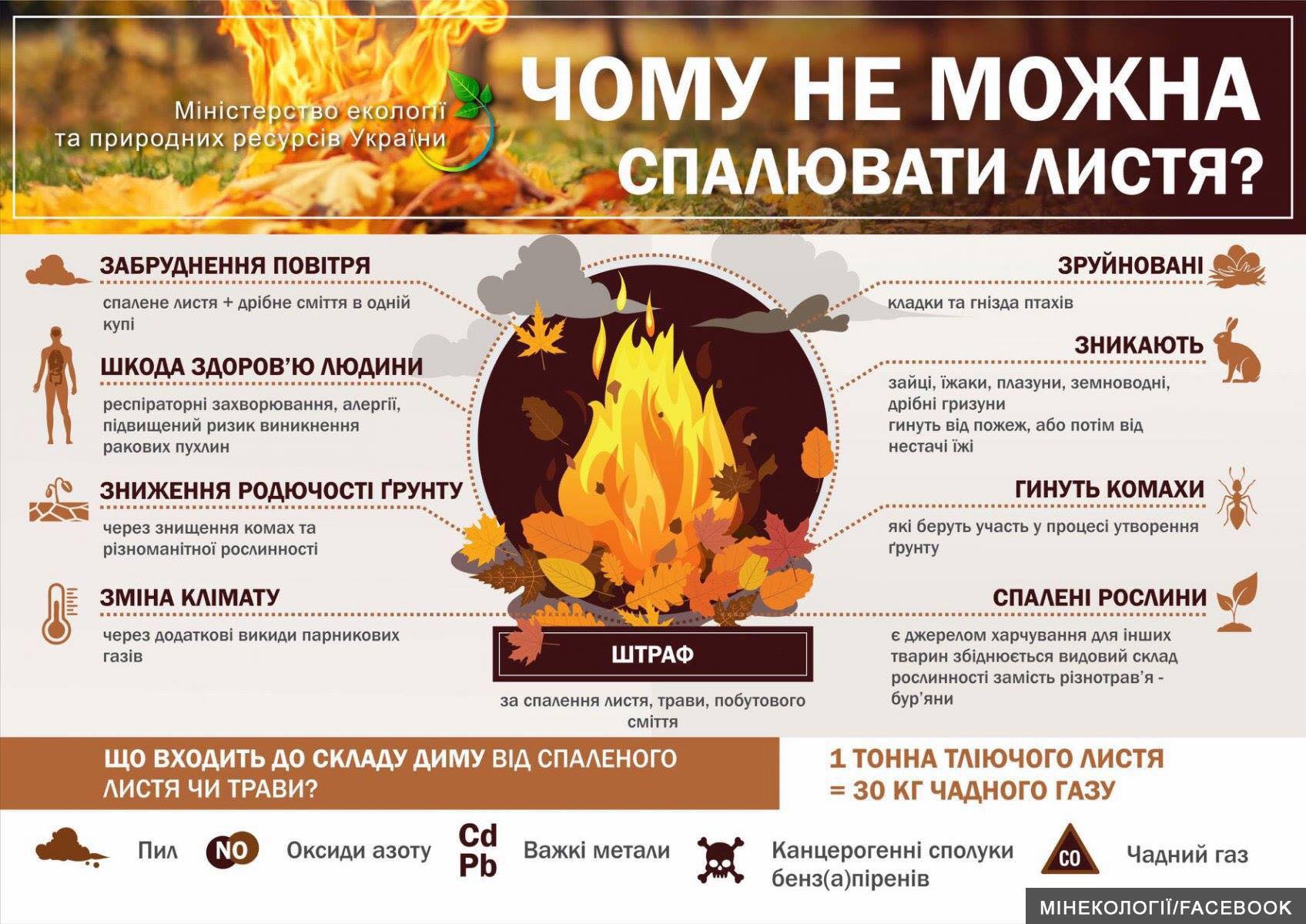 Опале листя користь чи шкода?