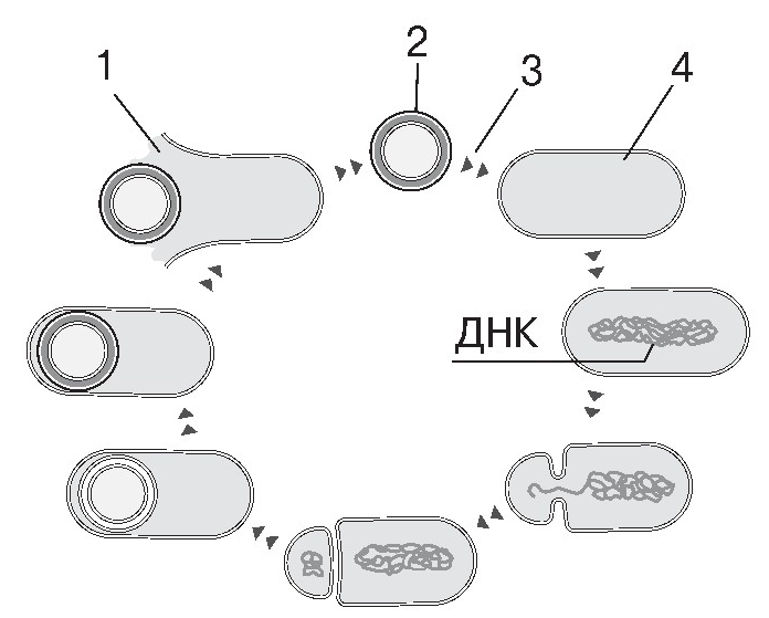 Формування ендоспори