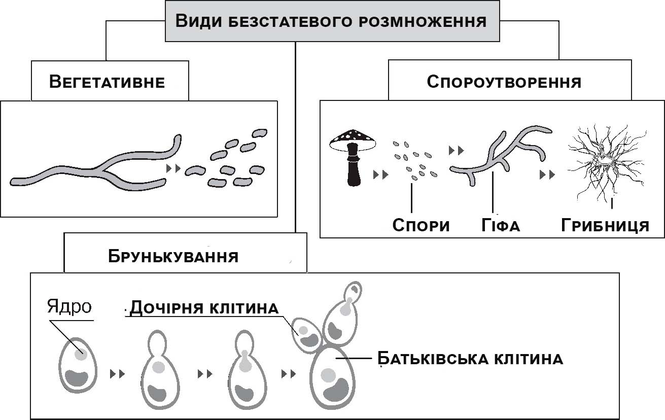 Види безстатевого розмноження грибів