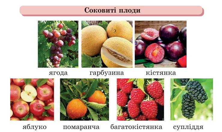 Соковиті плоди