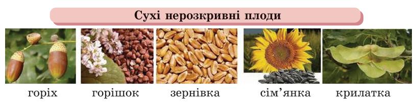 Сухі нерозкривні плоди