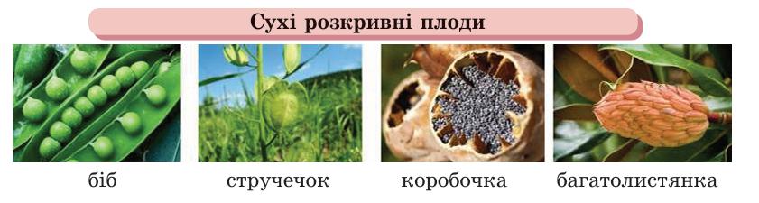Сухі розкривні плоди